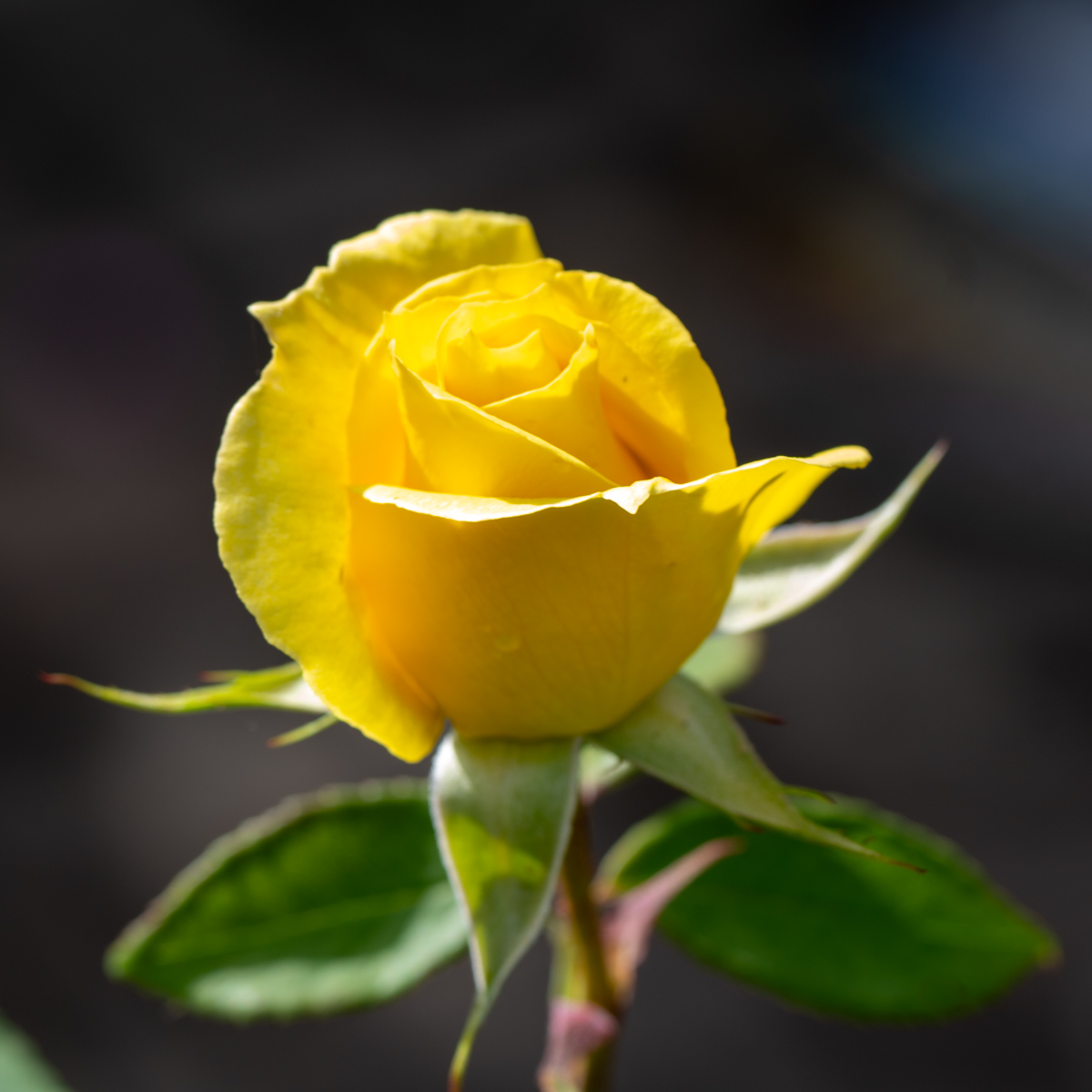 Photography by Chris Allington